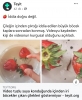 çileğin içinden böcekler çıkıyor iddiası