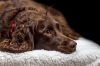 köpek / #1228025