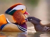 mandarin ördeği