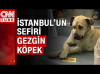 gocu için şöyle böyle diyen yazar