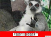 en çok entry giren on ikinci nesil yazar