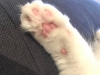 kedi ve köpeklerin olmadığı sokaklar istiyoruz / #1441465
