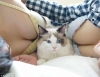 şanslı kediler bazen kedi olmak / #1446533