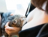 şanslı kediler bazen kedi olmak / #1446535