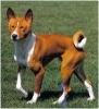 basenji