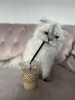 kahve içen kedi / #2366159