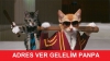 toplanan türk bayrağını açan kedi