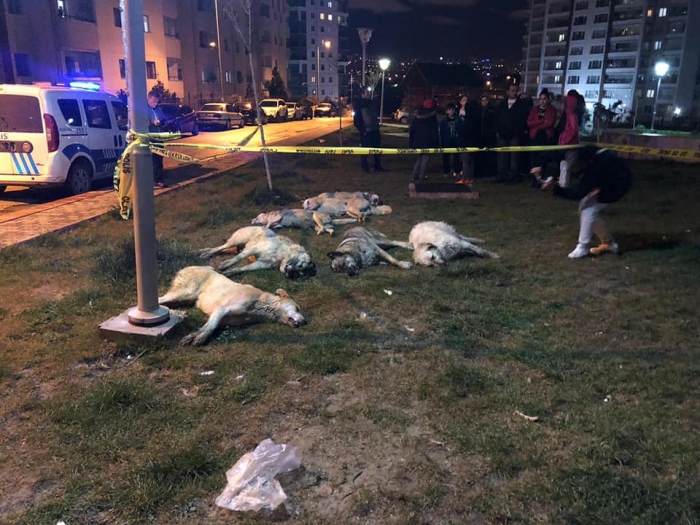 ankara batıkent te köpek katliamı uludağ sözlük