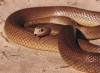 inland taipan