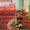 kedi