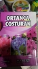 ortanca çocuk / #1826759