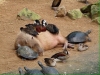 capybara / #1424573