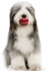 köpek / #1044899