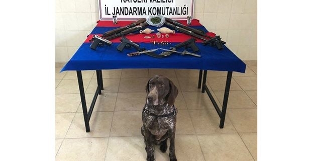 vazifesini yapmış narkotik köpeği tatlılığı