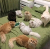 kedi fotoları paylaşımının yasaklanması