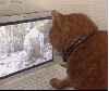 kedi ve köpeklerin olmadığı sokaklar istiyoruz / #1441472