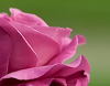 pembe çiçek