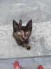 sözlük yazarlarının çektiği kedi fotoğrafları