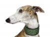 greyhound / #1512676