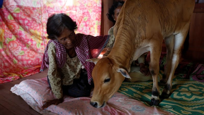 kamboçya da inekle evlenen kadın