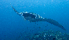 manta