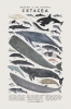 cetacea / #1415166