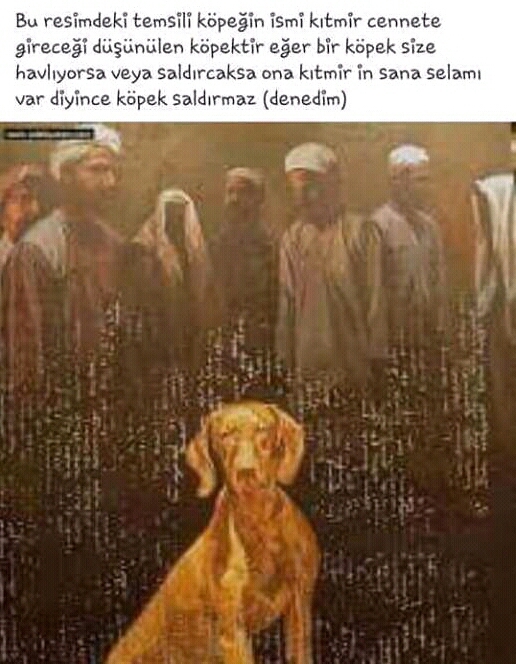 kıtmir köpek