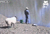 oha taş kızın yanındaki ayıya bak cümlesindeki ayı / #1480013