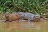 capybara / #1424576