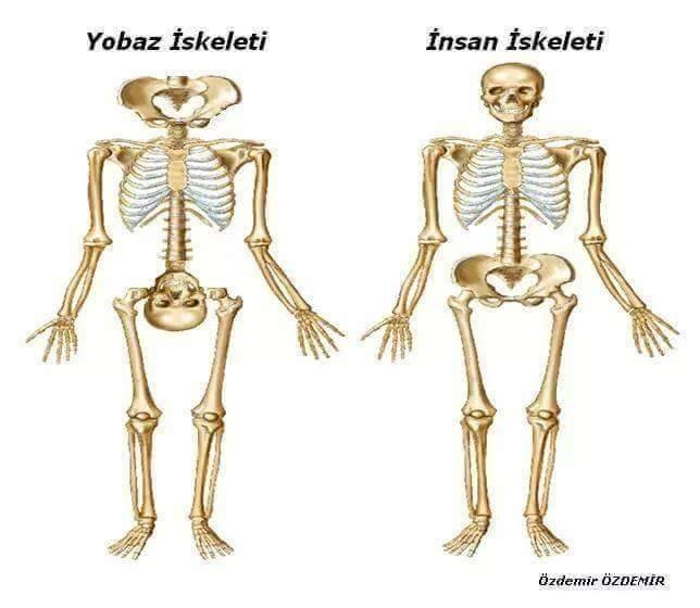 namus bacak arasında değilse nerede