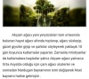 çam ağacı alıp süslemek / #2109571
