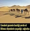 cenabet gezenin bastığı yerde ot bitmez / #2261889