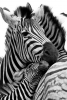 zebra / #1637136