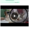 canlı kedi ayaklarını kesip büyü yapmak / #2103797