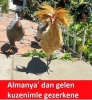 almanya dan gelen kuzen / #2136515