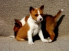 basenji