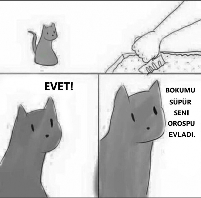 kediyi öpen insan
