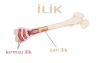 sözlük kızlarının hepsi ilik gibidir / #1191959