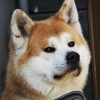 akita