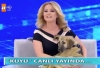 kuyu köpek mit ajanı olsun / #1339477