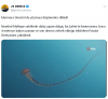 pusula denizanası / #2315753