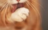 kedi dili