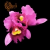 orchid / #1547986