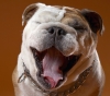 bulldog / #1050856