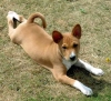 basenji