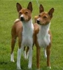 basenji