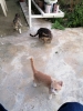kedi fotoğrafı ile prim kasmak / #2162696