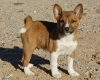 basenji