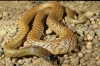 inland taipan