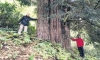 zonguldak taki dünyanın en yaşlı porsuk ağacı